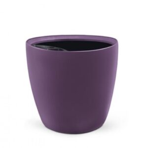 Aubergine