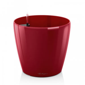 Scarlet Red