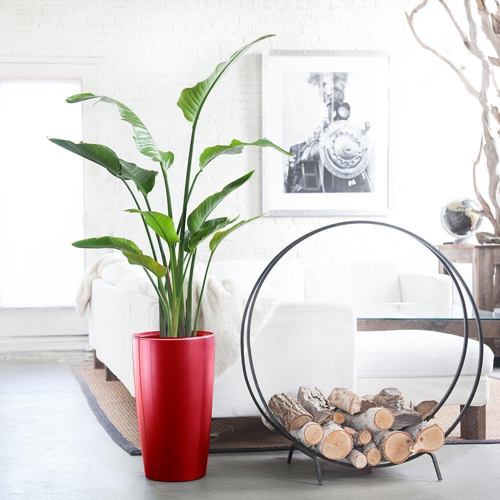 Lechuza Rondo Premium German Planter without Self-Watering System - Image 8