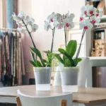 Santino European Pots