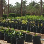 Greenhouse & Nursery Supplies