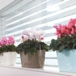 Plant Pots