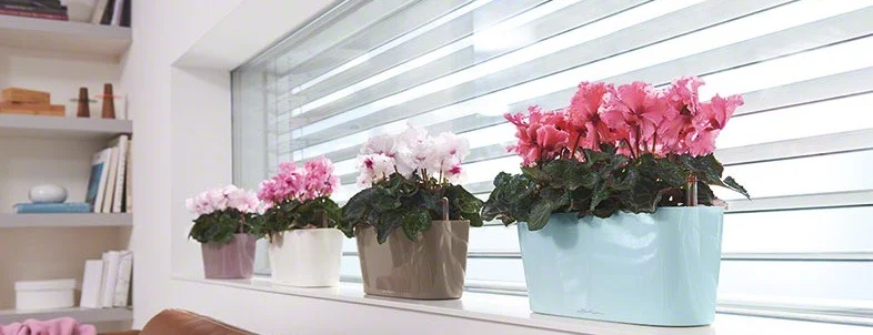 Plant Pots