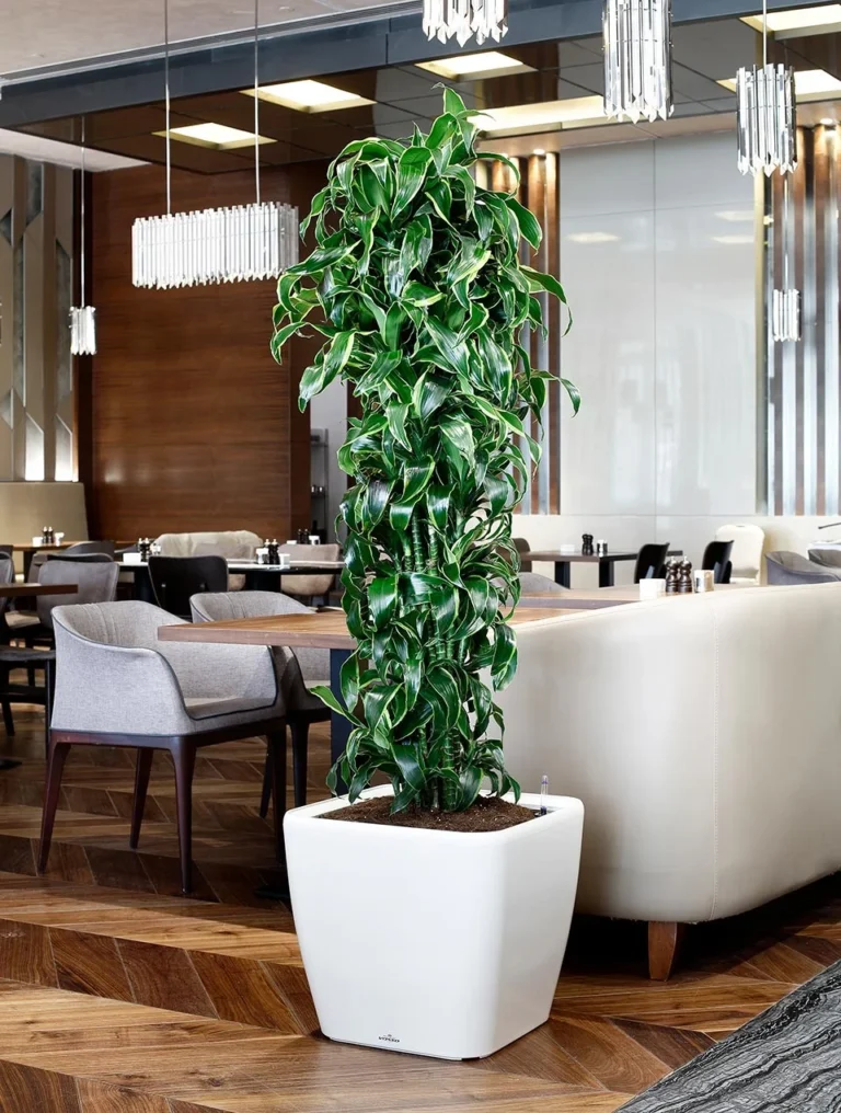 Self-Watering Pots